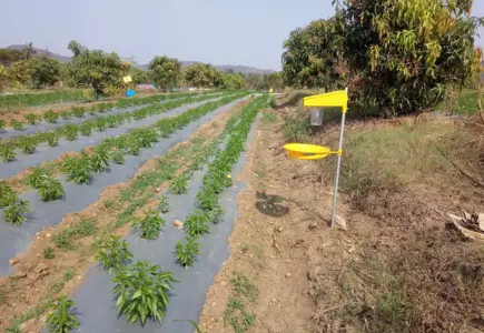 solar insect trap system